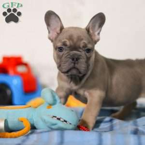 Murphy, Frenchton Puppy